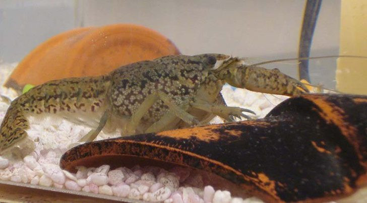 Erkeği olmadan üreyebilen hayvan dünyayı ele geçiriyor - Resim: 3