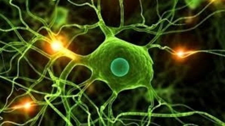 İnsan vücudu 7 yılda bir yenileniyor mu? - Resim: 4