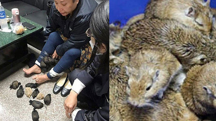 Kadının pantolunundan tam 24 tane fare çıktı böyle şey görülmedi - Resim: 4