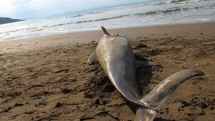 Sahilde kahreden görüntü! Görenler hem üzüldü hem şaşırdı - Resim: 1