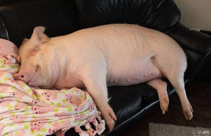 Evlerinde öyle bir hayvan besliyorlar ki... Binlerce hayranı var - Resim: 2