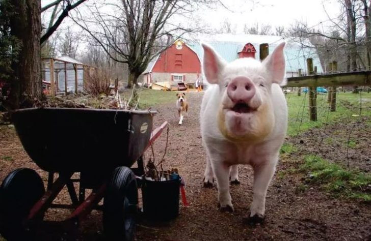 Evlerinde öyle bir hayvan besliyorlar ki... Binlerce hayranı var - Resim: 4