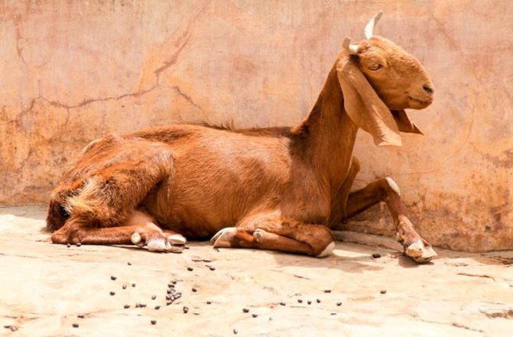 İnsan değil vahşi! 8 kişi hamile keçiye tecavüz etti rezalet - Resim: 3