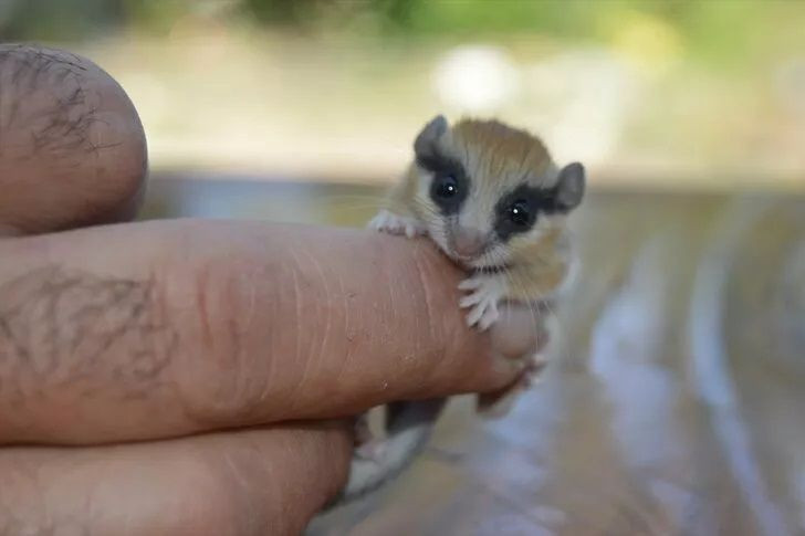 Görenler şaşkına döndü! Başta fare sandılar dikkatli bakınca... - Resim: 3