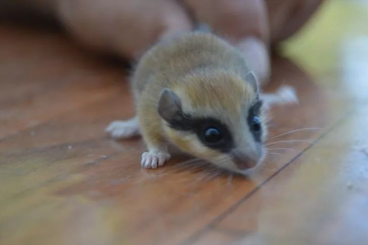 Görenler şaşkına döndü! Başta fare sandılar dikkatli bakınca... - Resim: 1