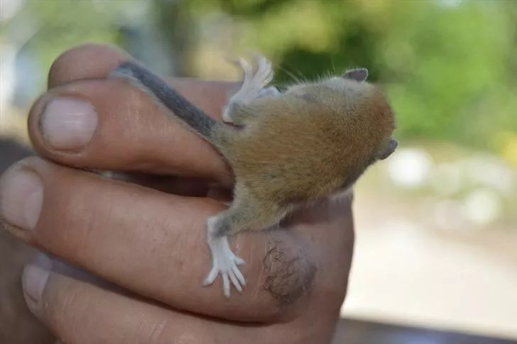 Görenler şaşkına döndü! Başta fare sandılar dikkatli bakınca... - Resim: 4
