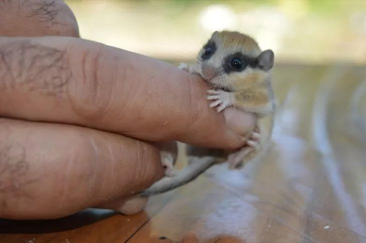 Görenler şaşkına döndü! Başta fare sandılar dikkatli bakınca... - Resim: 2