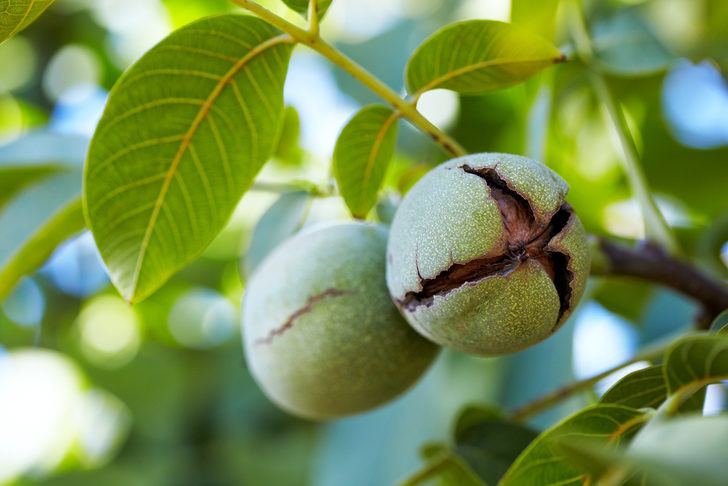 Ramazan kilo vermek için fırsat mı? - Resim: 1