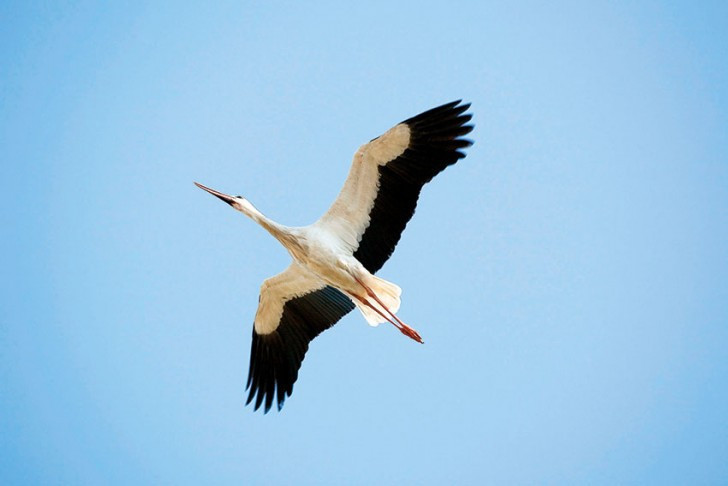 Araştırma için çip takılan leylek 2 bin 300 euro fatura getirdi! - Resim: 3