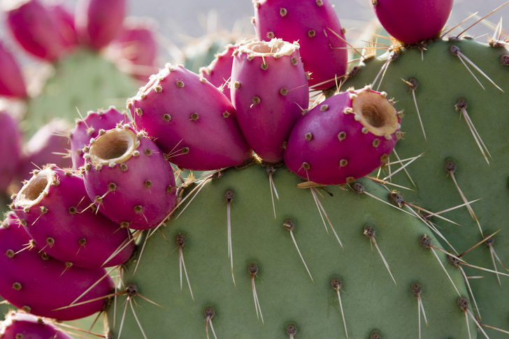 Aloe veradan bile daha etkili! Dikenli incirin faydaları - Resim: 1