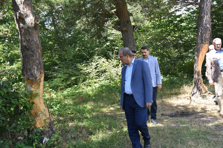 Çıra için gövdesi oyulan ağaçlarla ilgili açıklama - Resim: 1