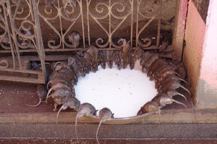 Hindistan’da iğrendiren gelenek yemeklerini farelerle yiyorlar - Resim: 1