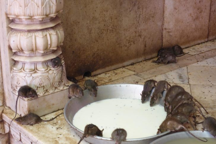 Hindistan’da iğrendiren gelenek yemeklerini farelerle yiyorlar - Resim: 2