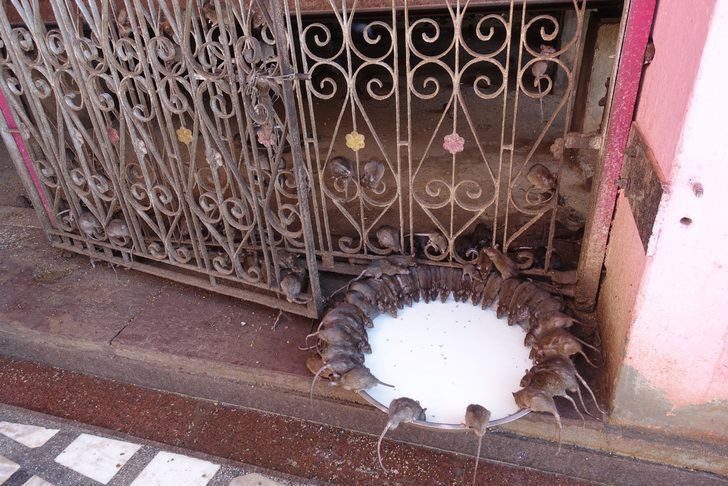 Hindistan’da iğrendiren gelenek yemeklerini farelerle yiyorlar - Resim: 3