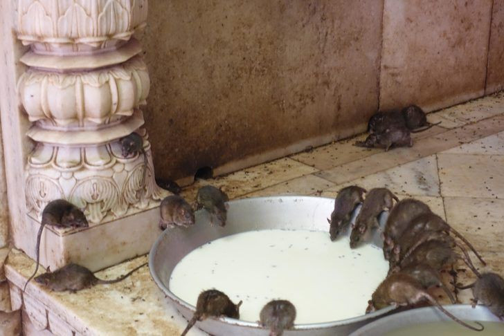 Hindistan’da iğrendiren gelenek yemeklerini farelerle yiyorlar - Resim: 4