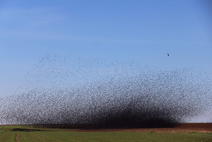 Mardin'de gökyüzünü bir anda istila ettiler Görenler cep telefonuna sarıldı - Resim: 1