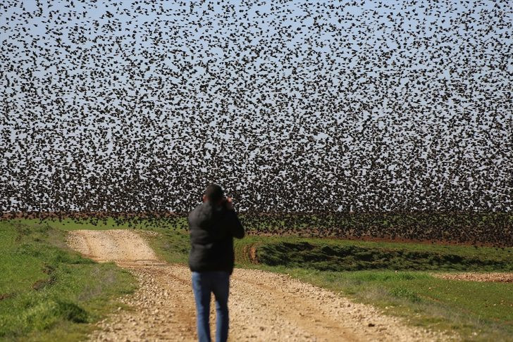 Mardin'de gökyüzünü bir anda istila ettiler Görenler cep telefonuna sarıldı - Resim: 2