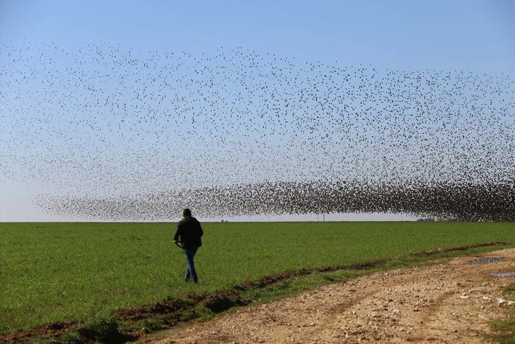Mardin'de gökyüzünü bir anda istila ettiler Görenler cep telefonuna sarıldı - Resim: 4