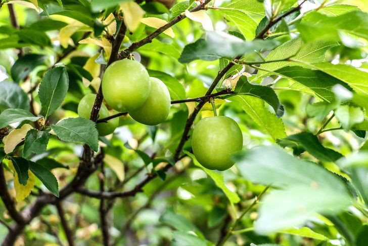 Erik bekleyenlere müjdeli haber! Fiyatı düşüyor Bakın şu an kaç para - Resim: 4
