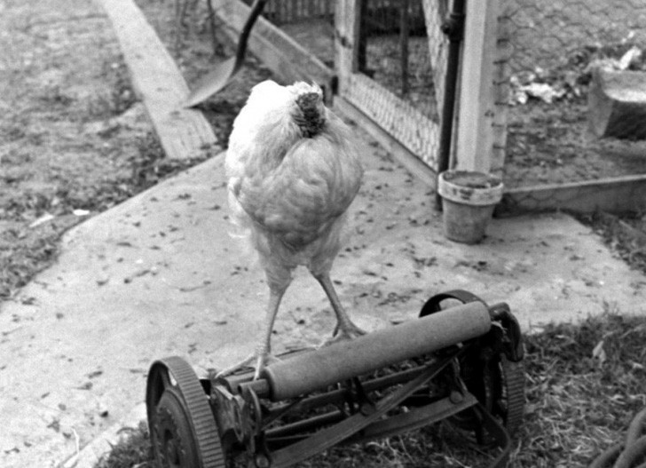 Kafası olmadan yaşayan mucize horoz Mike! - Resim: 4