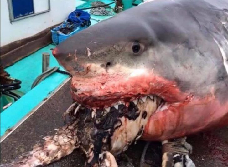 Dev beyaz köpekbalığı ağzında korkunç görüntüler - Resim: 2