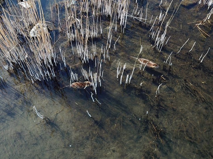 Ağrı Dağı'nda ortaya çıktılar! Halk tedirgin ama 'esrarengiz' deyip... - Resim: 2