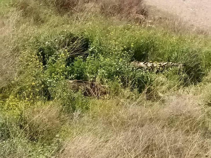 Kuşadası'nda  çalıların arasından çıktı tam 6 tane - Resim: 1