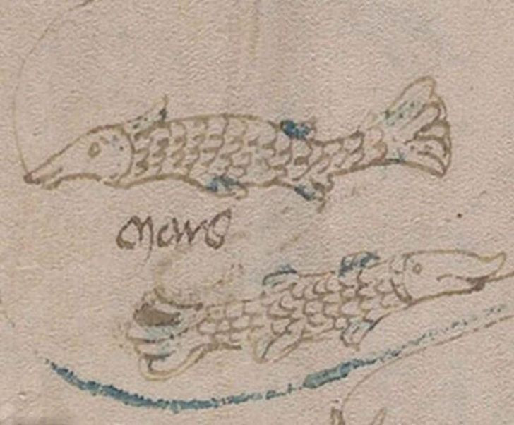 Dünyanın en gizemli kitabı Voynich El Yazması deşifre oldu seks tavsiyesi olay oldu - Resim: 4