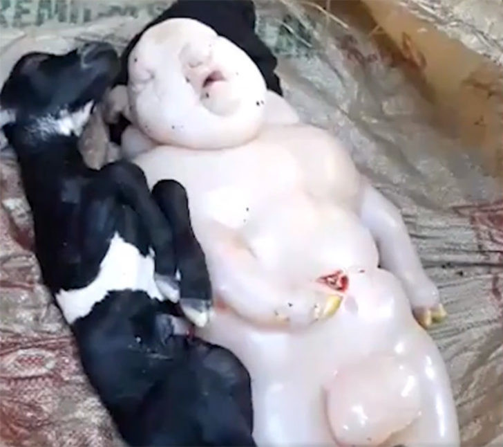 Yarı insan yarı domuz doğurdu! Görenler çığlık çığlığa kaçtı - Resim: 2