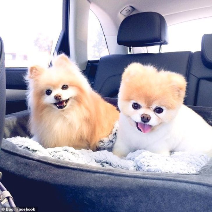 Ölümü 17 milyon takipçisini yasa boğdu!  - Resim: 4