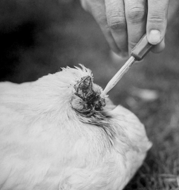 Şaka gibi ama gerçek! Aylarca kafasız yaşayan horoz... - Resim: 2