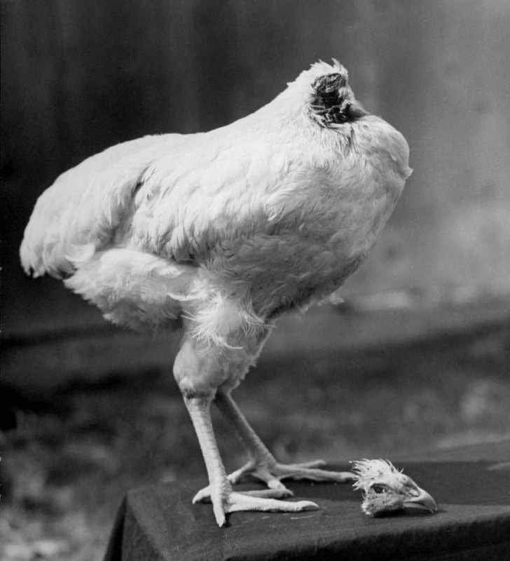 Şaka gibi ama gerçek! Aylarca kafasız yaşayan horoz... - Resim: 1