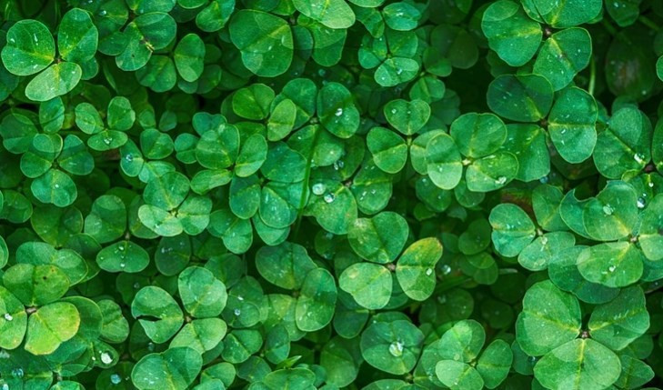 İşte dünyanın en çirkin rengi! - Resim: 3