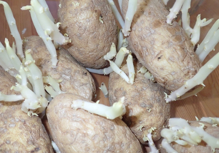 Patateslerinize dikkat edin eğer böyleyse ölümcül olabilir - Resim: 4