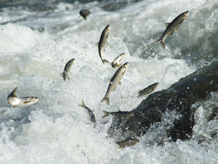 Bu balıklar uçuyor! - Resim: 2