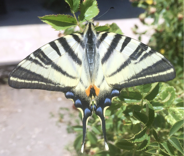 Eşine nadir rastlanıyorken Sivas'ta görüldü! Çevredekiler bir anda telefona sarıldı - Resim: 2