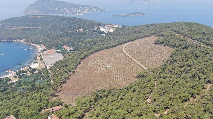 Tam 1 yıl önce küle dönmüştü! Heybeliada'daki yanan ormanın son hali görüntülendi - Resim: 1