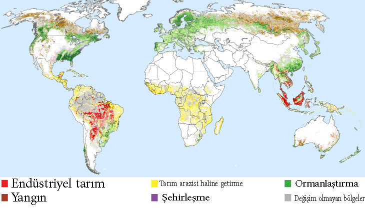 Yeni harita orman kayıplarının nedenini ortaya koyuyor - Resim: 2