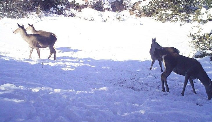 Denizli'de fotokapanlara belgesellik görüntüler yakalandı - Resim: 2