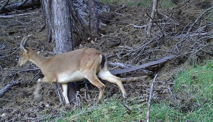 Denizli'de fotokapanlara belgesellik görüntüler yakalandı - Resim: 4