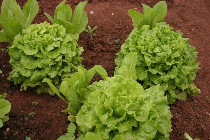 Kıvırcık salatanın bilmediğiniz faydaları - Resim: 2