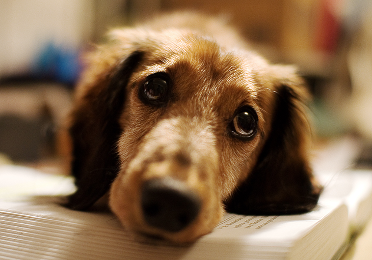 Bilim adamlarından köpeklerle ilgili şaşırtıcı araştırma! Meğer sonradan ortaya çıkmış - Resim: 3