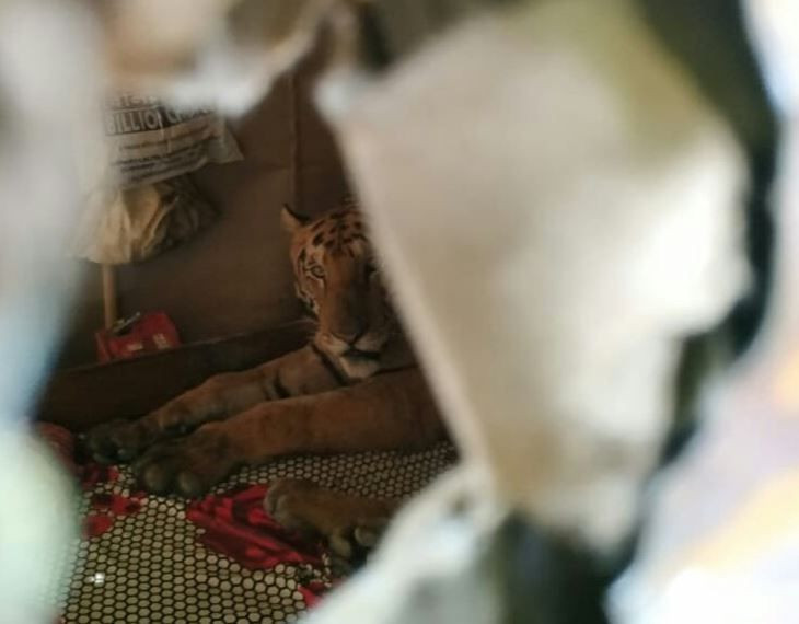 Selden kaçan kaplan eve sığındı ev sahiplerinin halini bir düşünün - Resim: 2