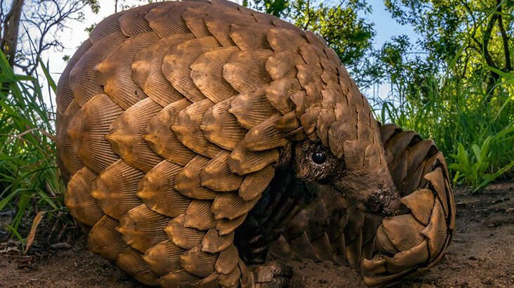 Pangolin nedir? Koronavirüsün benzerini taşıyan hayvanı sakın yemeyin - Resim: 1