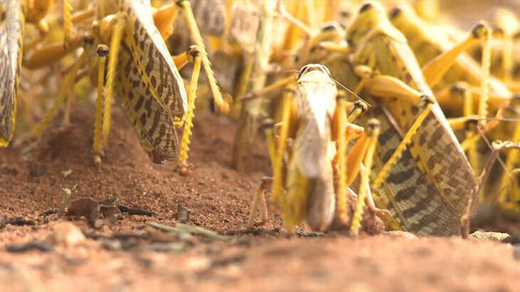 Afrika'da çekirge istilası başladı son 70 yılın en büyük istilası - Resim: 2