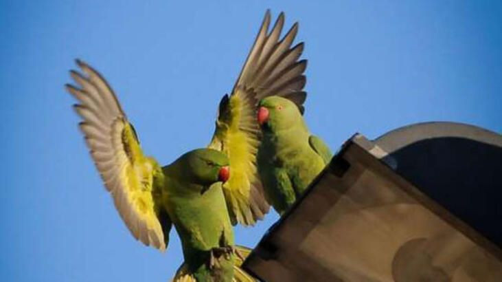 Kamyonet devrilince İstanbul'u istila ettiler! Uzmanların açıklaması endişe verici - Resim: 1