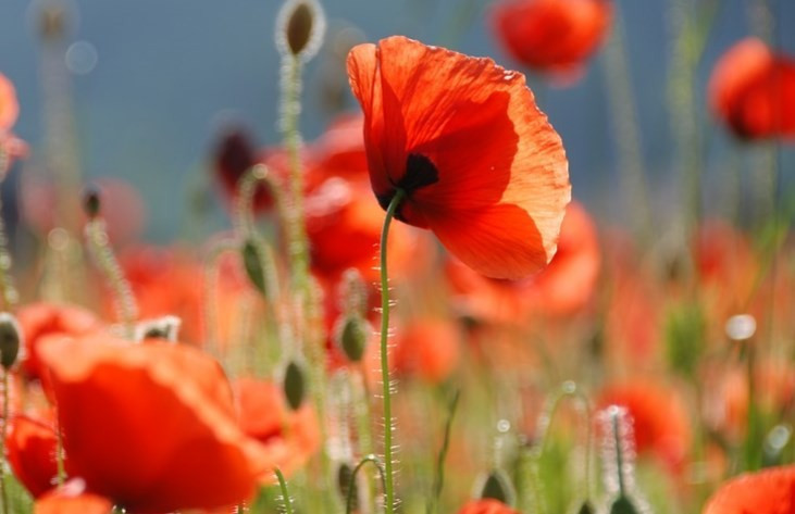 İşte dünyanın en çirkin rengi! - Resim: 2