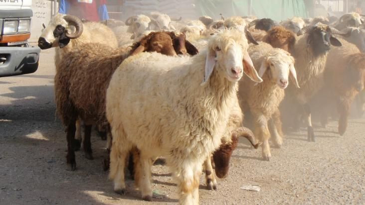 Olacak iş değil Brexit'teki İngiltere'de kuzular öldürülecek - Resim: 3