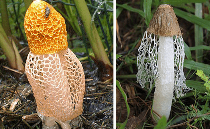 Bu mantarı koklayan kadın kendinden geçiyor! - Resim: 1