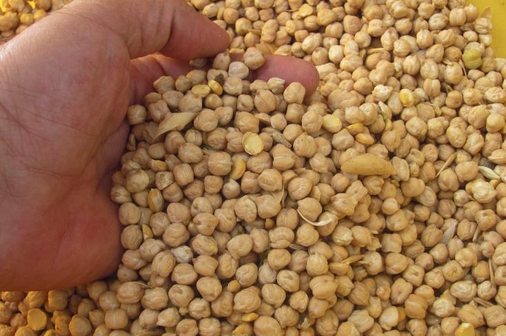 Bilim insanları muz nohut ve yer fıstığını önerdi! Bağırsak bakterilerini iyileştiriyor - Resim: 3